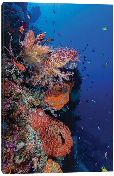 Reef Scene In Papua New Guinea Canvas Art Print - Bruce Shafer