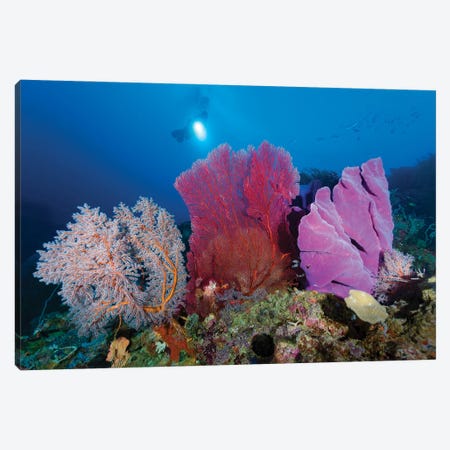 Reef Scene With Diver In Kimbe Bay, Papua New Guinea Canvas Print #TRK3675} by Bruce Shafer Canvas Art Print