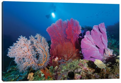 Reef Scene With Diver In Kimbe Bay, Papua New Guinea Canvas Art Print