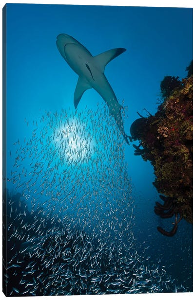 Reef Shark With A School Of Silversides, Herrings And Anchovies, Cuba Canvas Art Print