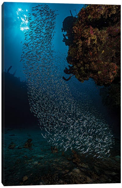 School Of Silversides, Herrings And Anchovies In Cuba Canvas Art Print