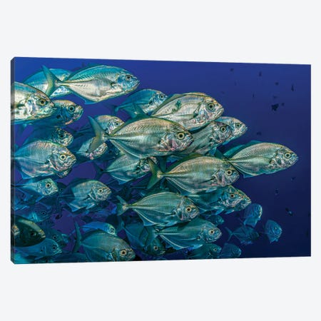 School Of White Tongue Jack, Kimbe Bay, Papua New Guinea Canvas Print #TRK3679} by Bruce Shafer Canvas Artwork