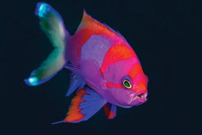 Squarespot Anthias by Bruce Shafer art print