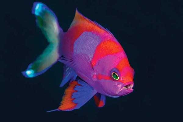Bruce Shafer: Squarespot Anthias by Bruce Shafer