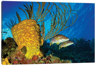 Two Snappers Beside A Yellow Sponge, Little Cayman Island Canvas Art Print