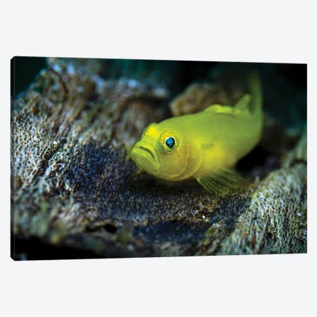 Yellow Ghostgoby On Eggs Canvas Print #TRK3686} by Bruce Shafer Canvas Art