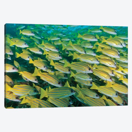 Large School Of Blue Lined Snapper Blocking Out The Surface, Maldives Canvas Print #TRK3761} by Mathieu Meur Canvas Wall Art