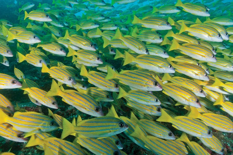 Large School Of Blue Lined Snapper Blocking Out The Surface, Maldives by Mathieu Meur wall art