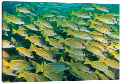 Large School Of Blue Lined Snapper Blocking Out The Surface, Maldives Canvas Art Print