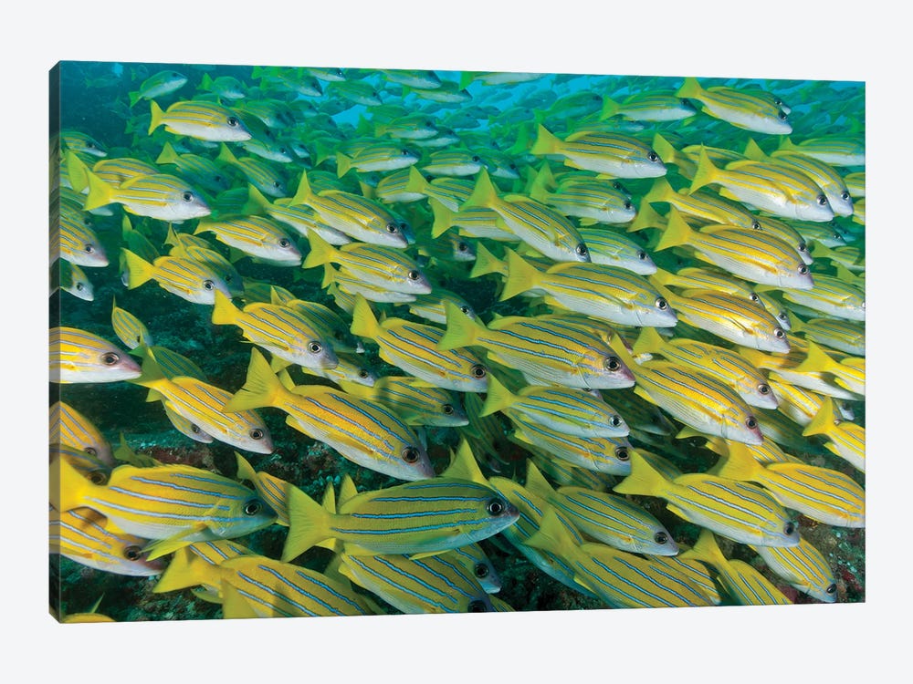 Large School Of Blue Lined Snapper Blocking Out The Surface, Maldives by Mathieu Meur 1-piece Canvas Art Print