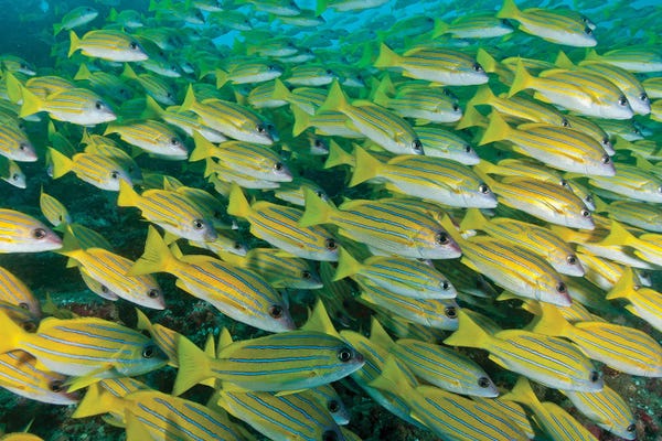 Maldives: Large School Of Blue Lined Snapper Blocking Out The Surface, Maldives by Mathieu Meur