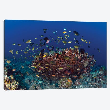 School Of Green Chromis Fish Over A Coral Head In Tulamben, Bali, Indonesia Canvas Print #TRK3762} by Mathieu Meur Canvas Wall Art