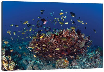School Of Green Chromis Fish Over A Coral Head In Tulamben, Bali, Indonesia Canvas Art Print