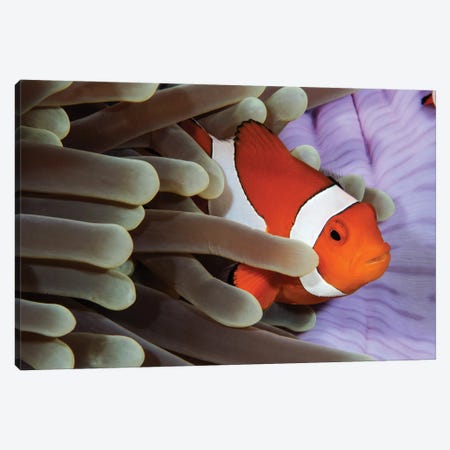 Clown Anemonefish, Indonesia Canvas Print #TRK3799} by Todd Winner Canvas Print