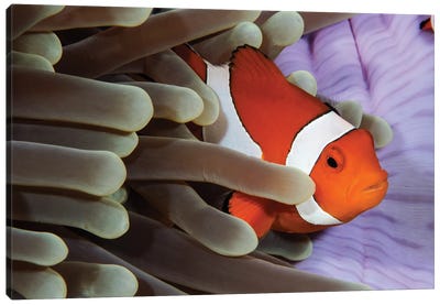 Clown Anemonefish, Indonesia Canvas Art Print