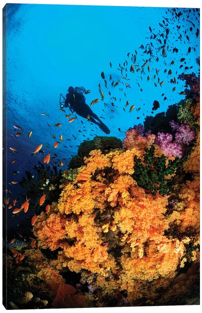 Diver And Soft Coral, Fiji Canvas Art Print