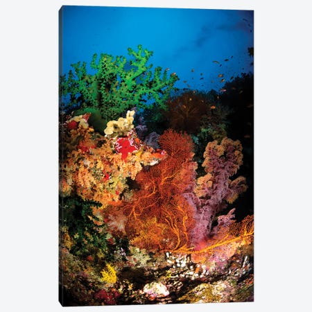 Hard Coral And Soft Coral Seascape, Fiji Canvas Print #TRK3801} by Todd Winner Art Print