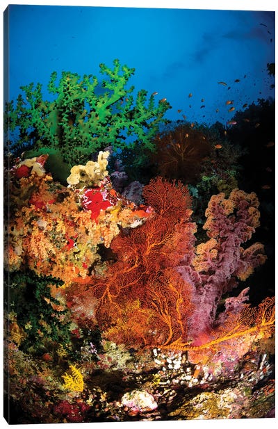 Hard Coral And Soft Coral Seascape, Fiji Canvas Art Print - Fiji