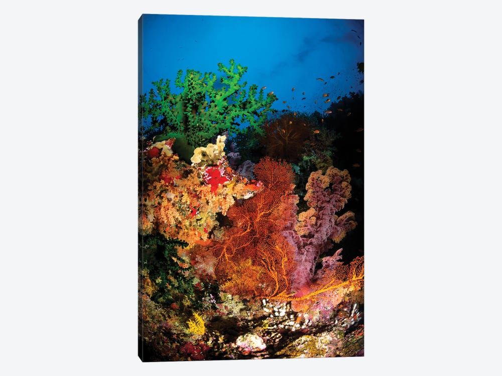 Hard Coral And Soft Coral Seascape, Fiji by Todd Winner 1-piece Canvas Art Print