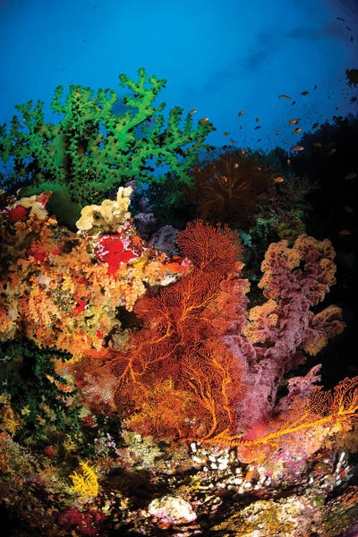 Coral: Hard Coral And Soft Coral Seascape, Fiji by Todd Winner
