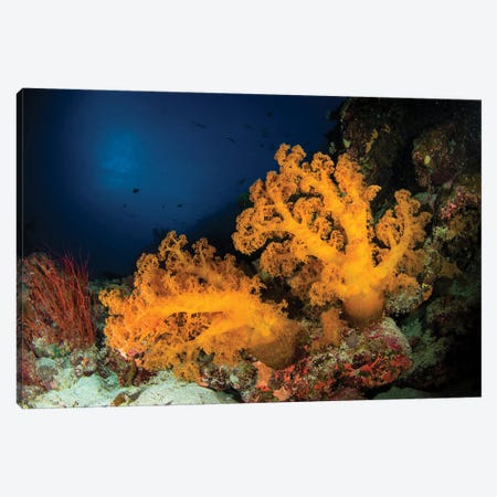 Orange Soft Coral And Sea Whip, Australia Canvas Print #TRK3802} by Todd Winner Canvas Art Print