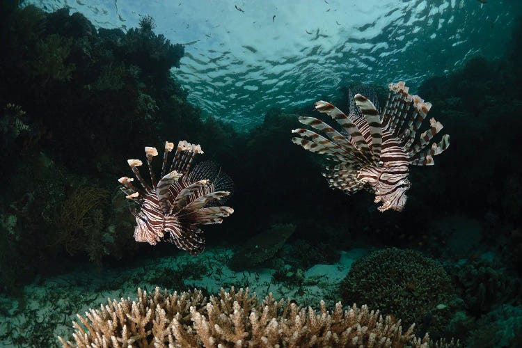 Pair Of Lionfish, Indonesia I