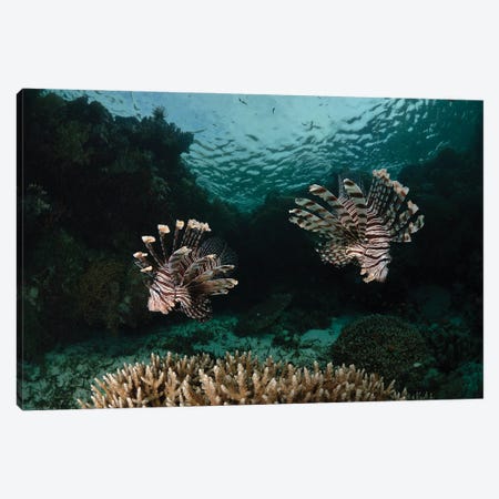Pair Of Lionfish, Indonesia I Canvas Print #TRK3804} by Todd Winner Canvas Art
