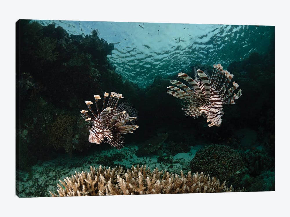 Pair Of Lionfish, Indonesia I by Todd Winner 1-piece Canvas Art