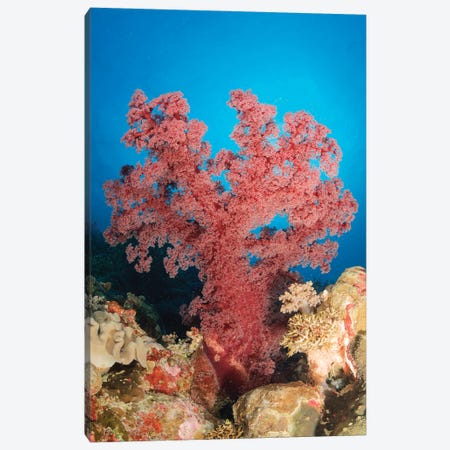 Red Soft Coral,  Australia Canvas Print #TRK3807} by Todd Winner Canvas Wall Art