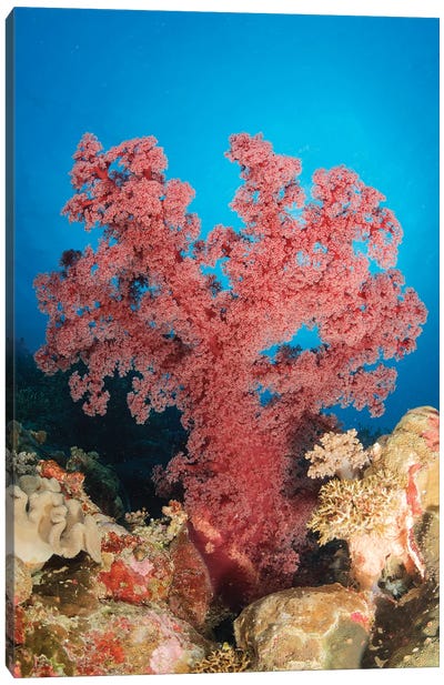 Red Soft Coral,  Australia Canvas Art Print