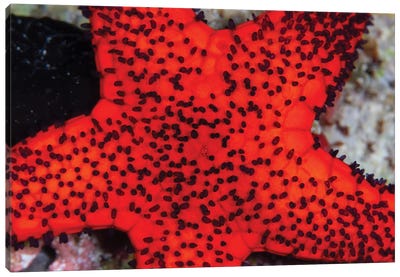 Red Starfish In Raja Ampat, Indonesia Canvas Art Print