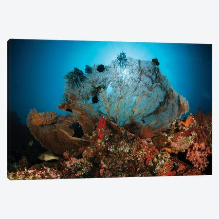 Sea Fan On The Liberty Wreck, Bali, Indonesia Canvas Print #TRK3812} by Todd Winner Canvas Wall Art