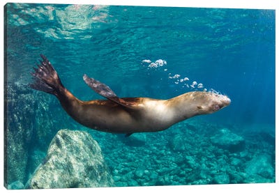 Sea Lion Blowing Bubbles, Los Islotes, La Paz, Mexico Canvas Art Print