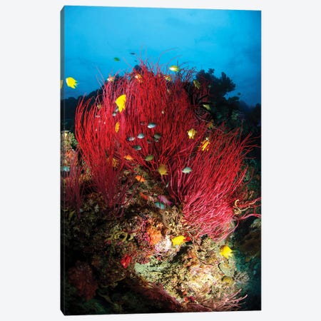 Sea Whips And Soft Coral, Fiji Canvas Print #TRK3816} by Todd Winner Canvas Print
