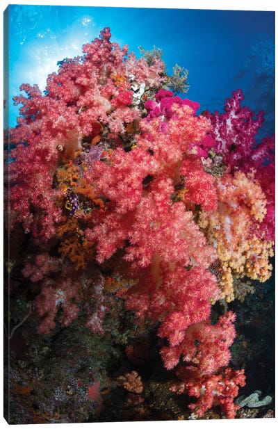 Soft Coral In Raja Ampat, Indonesia I Canvas Art Print