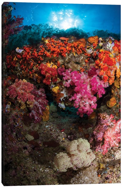 Soft Coral In Raja Ampat, Indonesia II Canvas Art Print