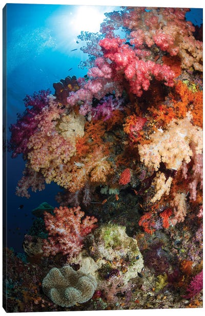 Soft Coral In Raja Ampat, Indonesia III Canvas Art Print
