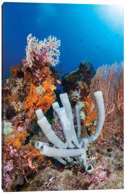 Tube Sponge On Coral Reef In Raja Ampat, Indonesia Canvas Art Print