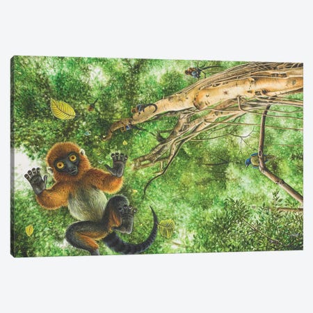 Darwinius Masillae Falls From The Tops Of The Trees Canvas Print #TRK3826} by Esther van Hulsen Canvas Art