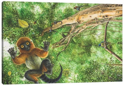 Darwinius Masillae Falls From The Tops Of The Trees Canvas Art Print