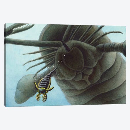 Giant Sea Scorpion Pterygotus Is Having A Go At A Young Mixopterus Kiaeri In Silurian Seas Canvas Print #TRK3834} by Esther van Hulsen Canvas Print