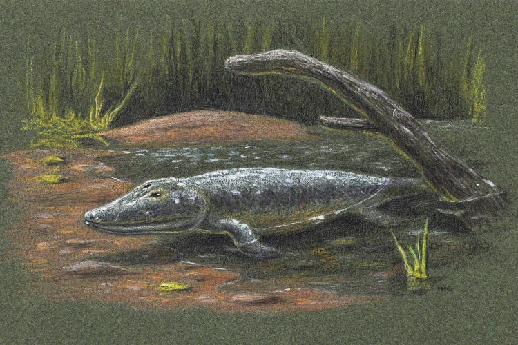 Tiktaalik Rosae, A Bony Fish From The Late Devonian, Found In The Canadian Arctic