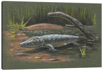 Tiktaalik Rosae, A Bony Fish From The Late Devonian, Found In The Canadian Arctic Canvas Art Print - Dinosaur Art