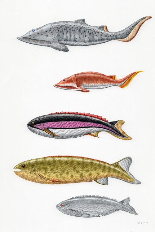 Scandinavian Fish Print Colored Fish Print Broo Fish Lover Gift Vintage Fish Print Colored Vintage Photograph Antique Fish Print