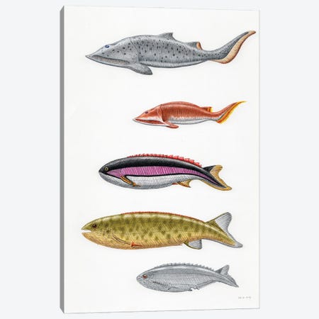 Silurian Fish From Norway: Aceraspis, Micraspis, Pterolepis, Pharyngolepis, Rhyncholepis Canvas Print #TRK3847} by Esther van Hulsen Canvas Artwork