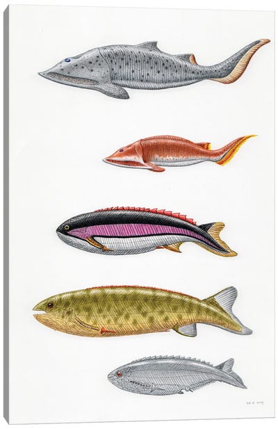 Silurian Fish From Norway: Aceraspis, Micraspis, Pterolepis, Pharyngolepis, Rhyncholepis Canvas Art Print