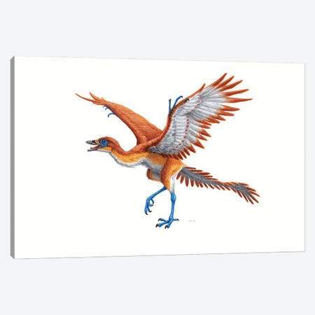 Archaeopteryx, Side View On White Background Canvas Print #TRK3848} by Esther van Hulsen Art Print