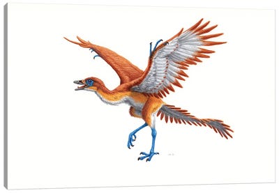 Archaeopteryx, Side View On White Background Canvas Art Print