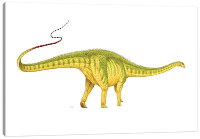 Diplodocus Dinosaur, Side View On White Background Canvas Art Print
