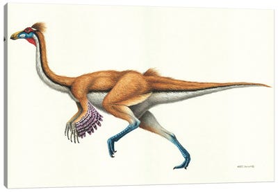 Gallimimus Dinosaur, Side View On White Background Canvas Art Print